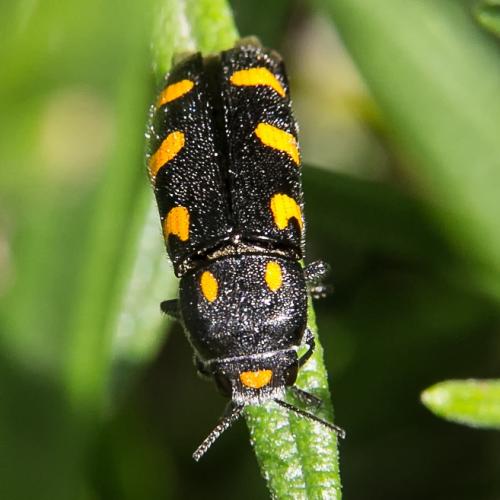 Réf. 218 321 : Ptosima undecimmaculata